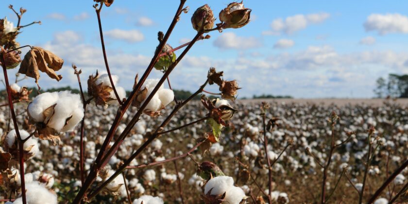 Business & Biodiversity: Kommende rapport er åben for eksternt review